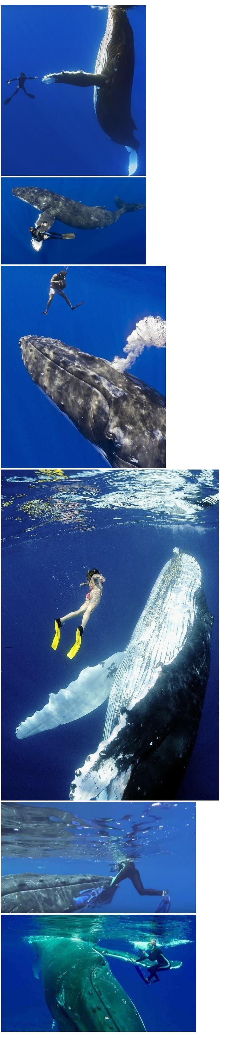 a kind humpback whale