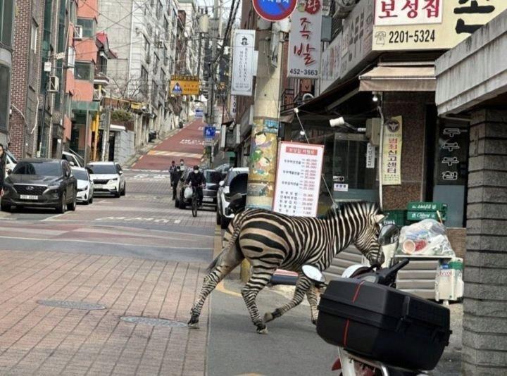 I just said I saw a zebra because I saw it