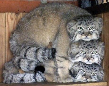 Wild Manul Captured by Researchers