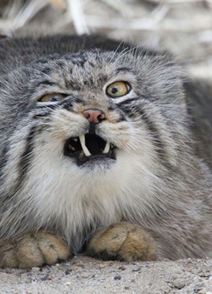 Wild Manul Captured by Researchers