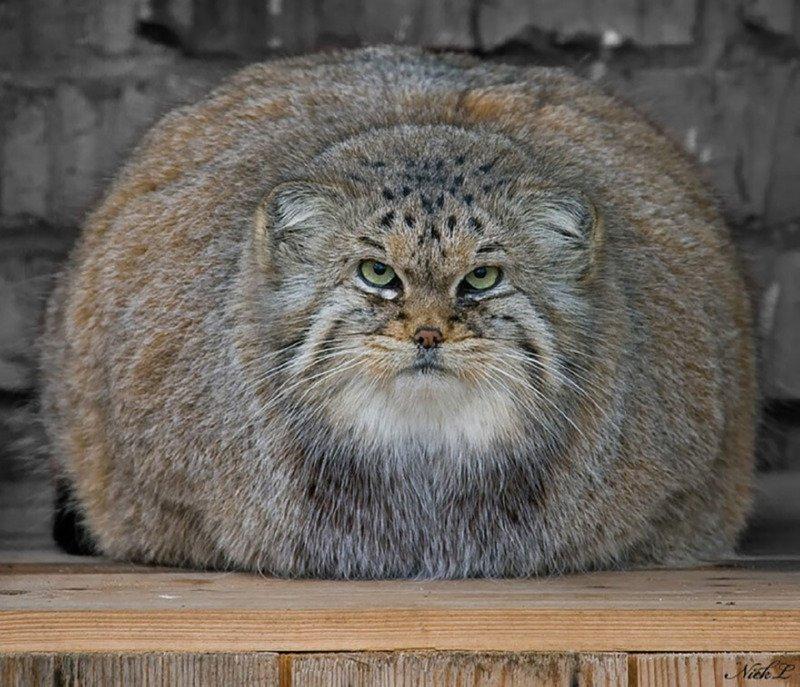 Wild Manul Captured by Researchers