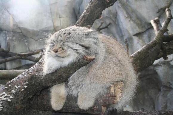 Wild Manul Captured by Researchers