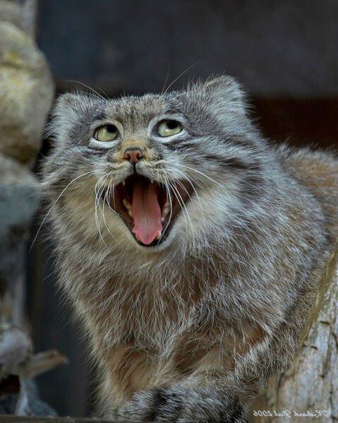 Wild Manul Captured by Researchers