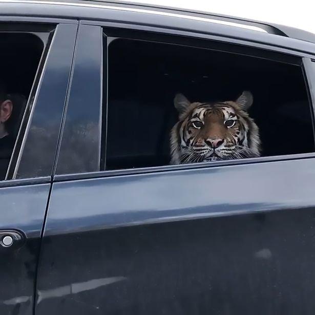 What a tiger says when he pulls a car