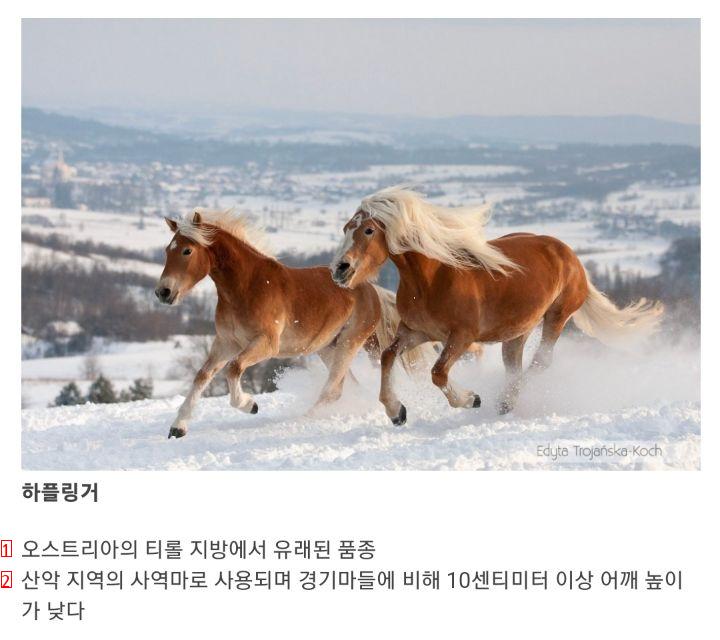 the world's best horse breeds