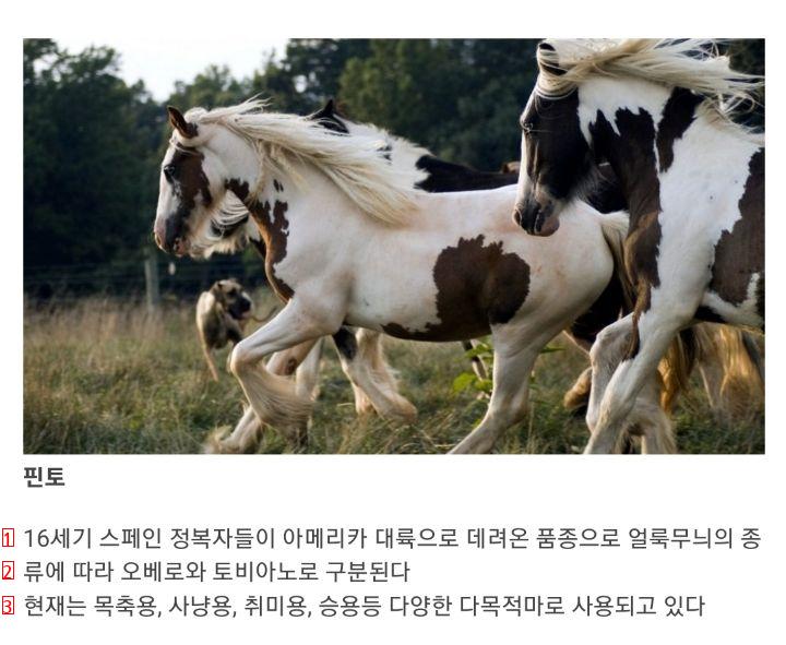 the world's best horse breeds