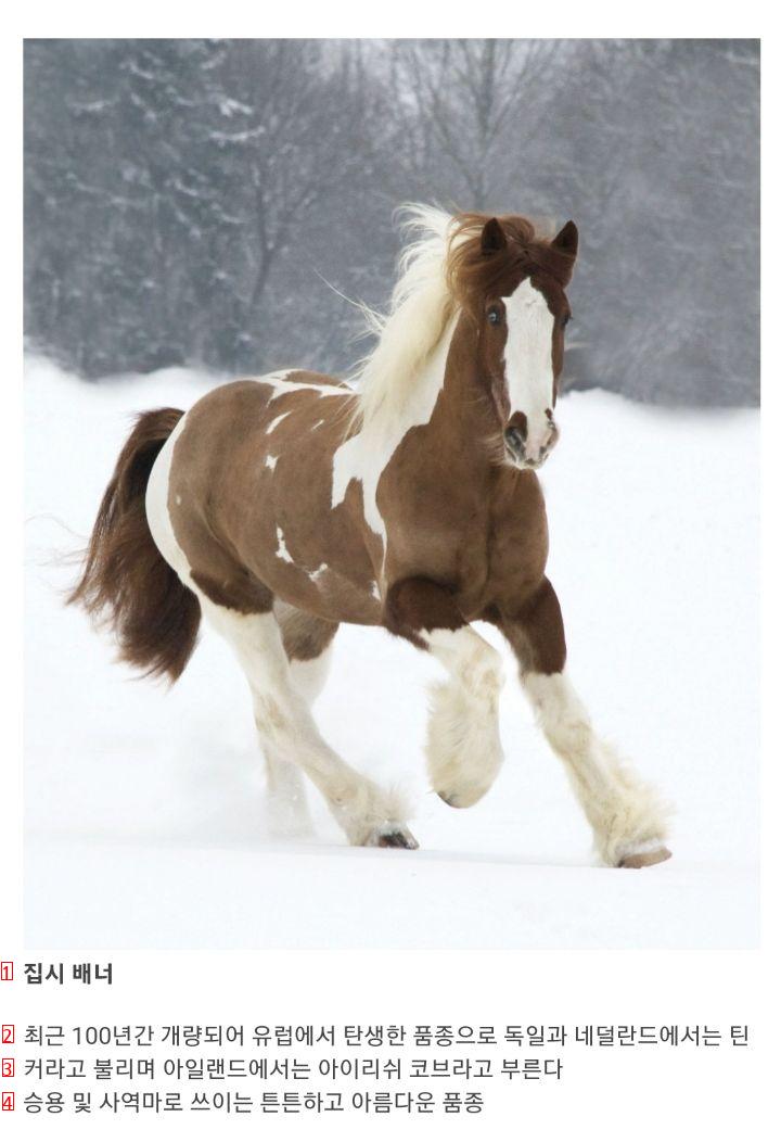 the world's best horse breeds