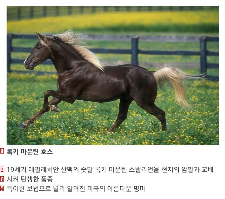 the world's best horse breeds