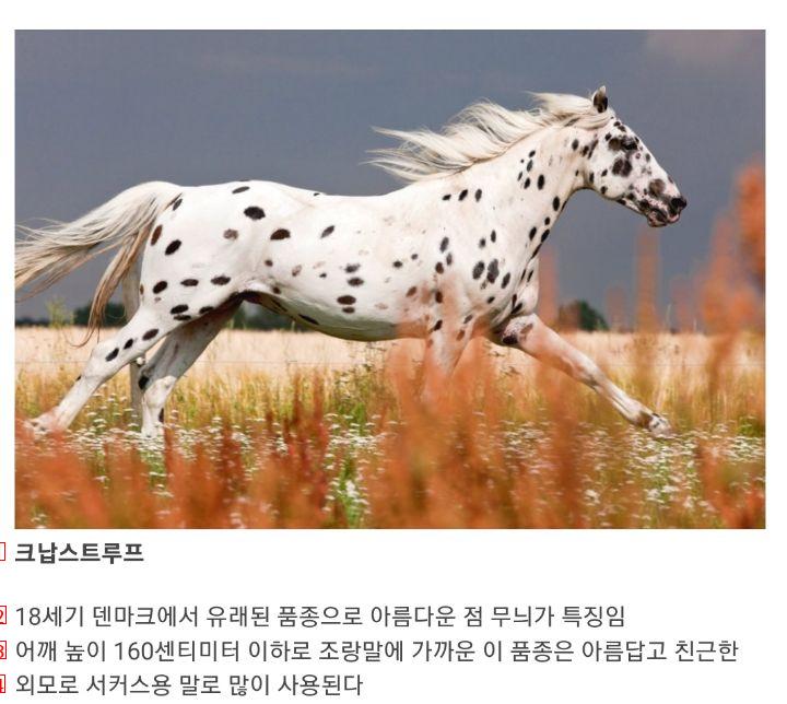 the world's best horse breeds