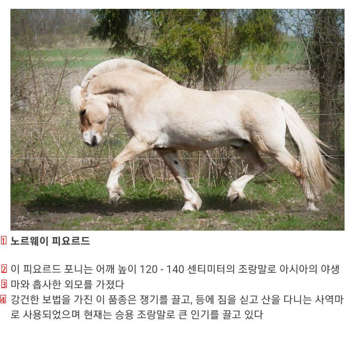 the world's best horse breeds