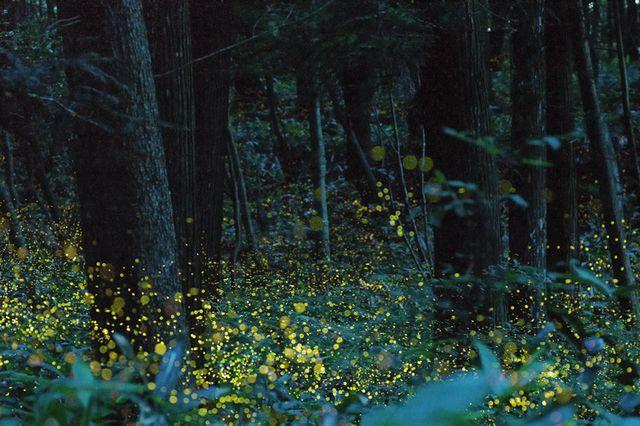 Firefly Photography by Japanese Amateur Writers