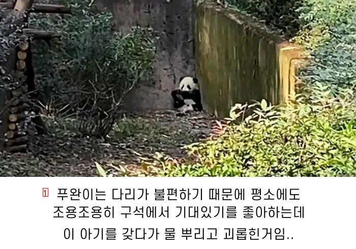 Baby panda hiding after being hit by water by a viewer