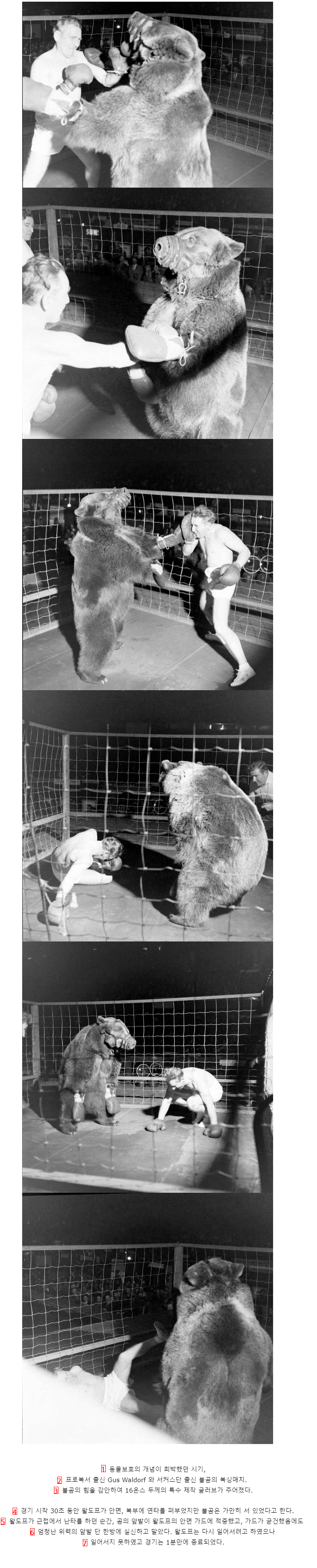 A real boxing match with a bear.jpg