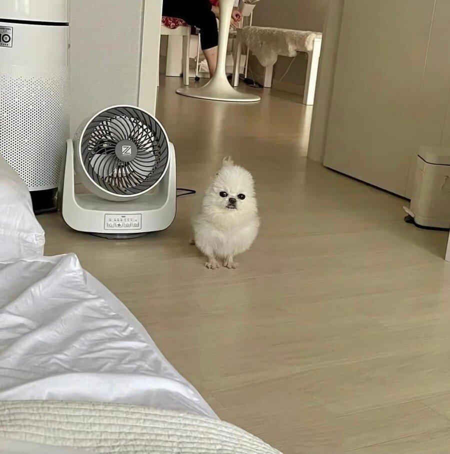 I brought him here because I thought he was Pomeranian