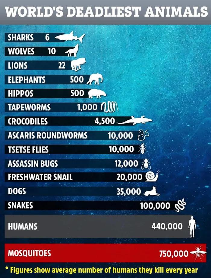 the most killing animal