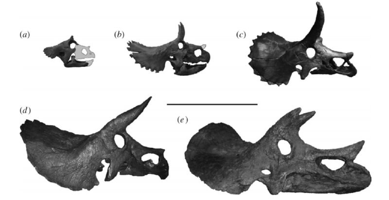 Triceratops Growth Process