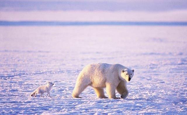 co-existence of Arctic foxes