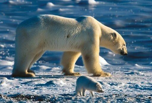 co-existence of Arctic foxes