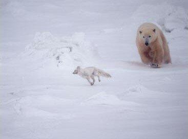 co-existence of Arctic foxes