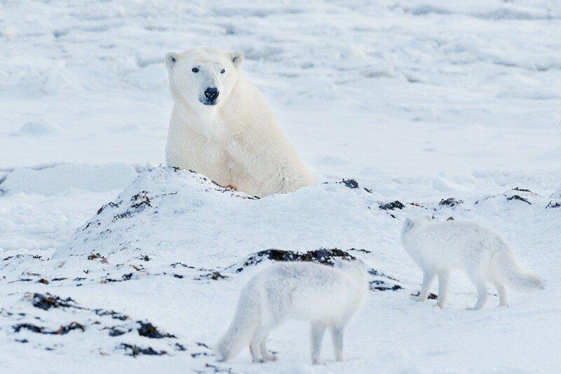 co-existence of Arctic foxes