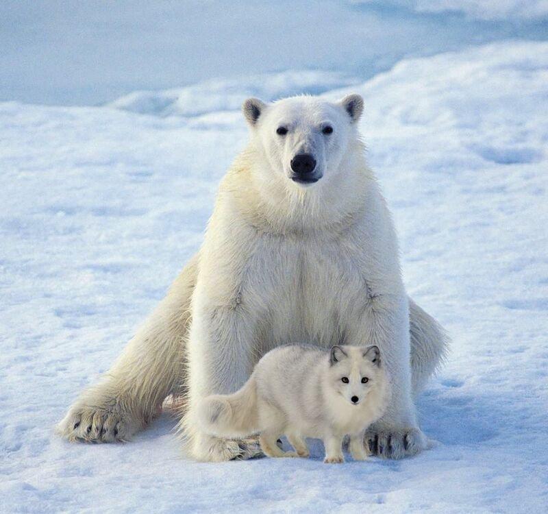 co-existence of Arctic foxes