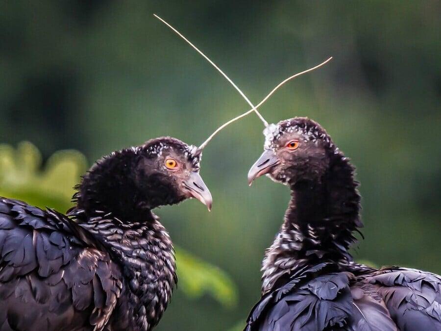 an unexpectedly real bird