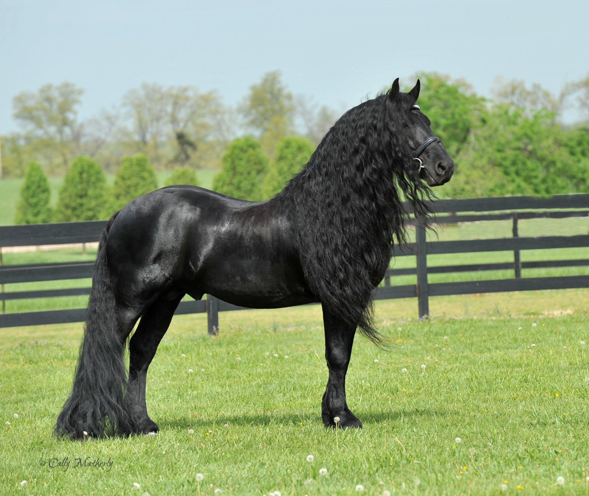 The World's Most Handsome Black Horse