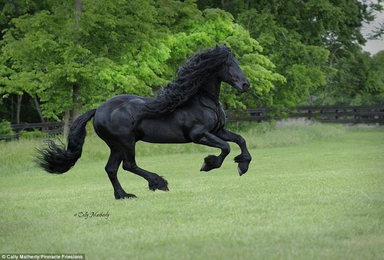 The World's Most Handsome Black Horse