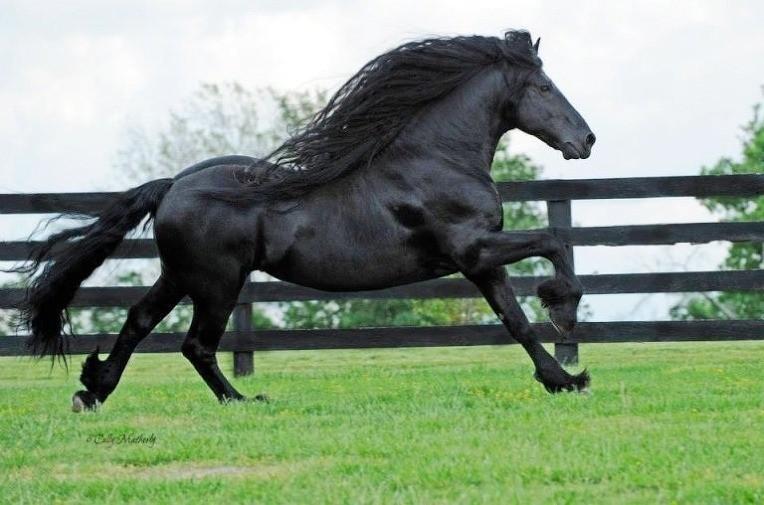 The World's Most Handsome Black Horse