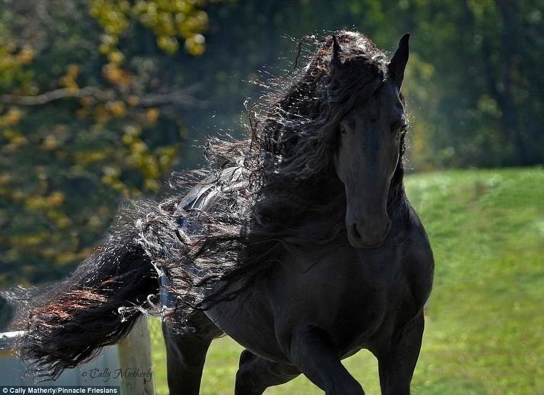 The World's Most Handsome Black Horse