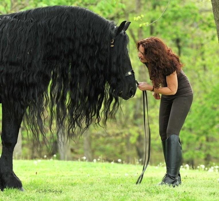 The World's Most Handsome Black Horse