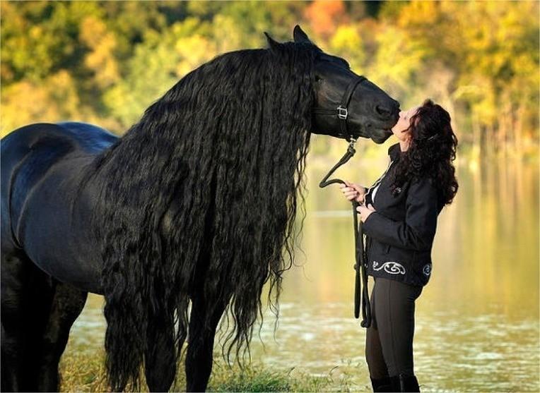 The World's Most Handsome Black Horse