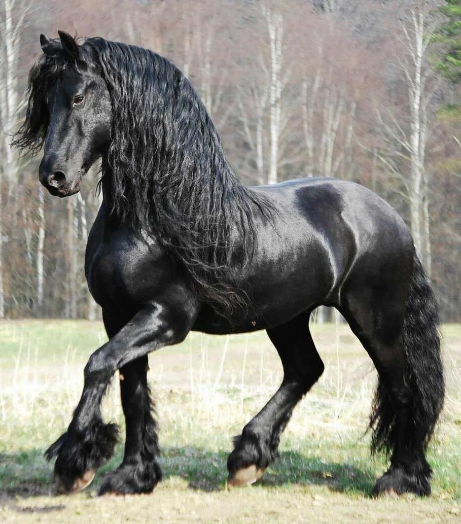 The World's Most Handsome Black Horse