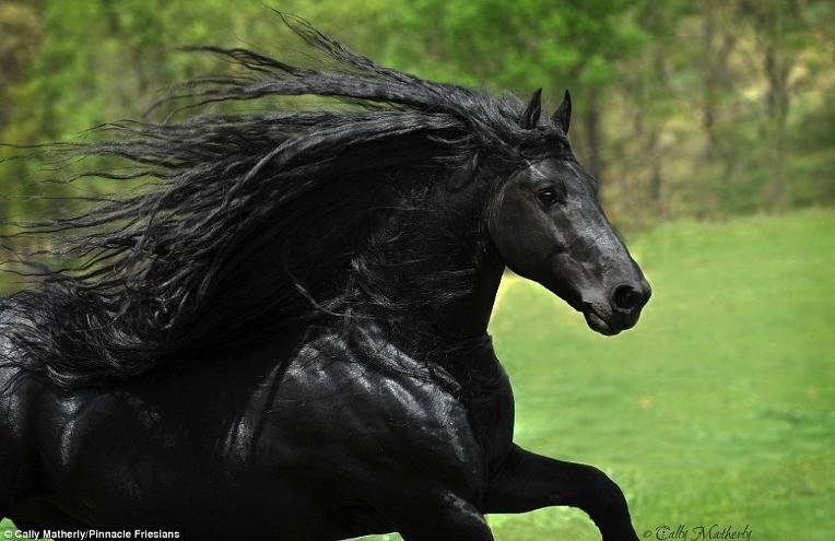 The World's Most Handsome Black Horse