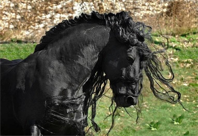 The World's Most Handsome Black Horse