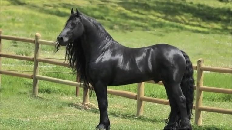 The World's Most Handsome Black Horse