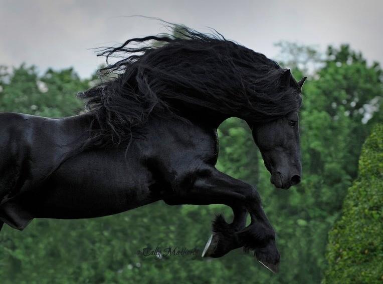 The World's Most Handsome Black Horse