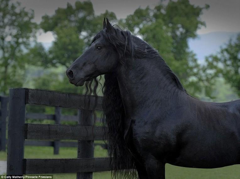 The World's Most Handsome Black Horse