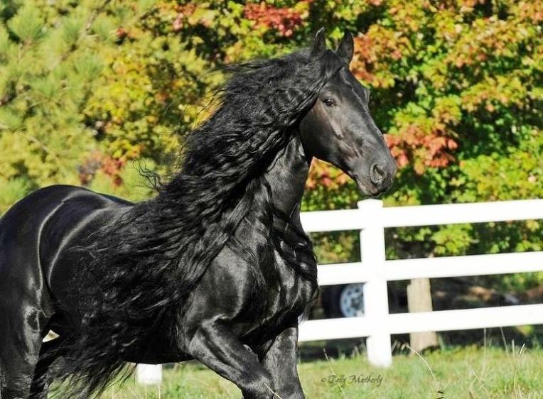 The World's Most Handsome Black Horse