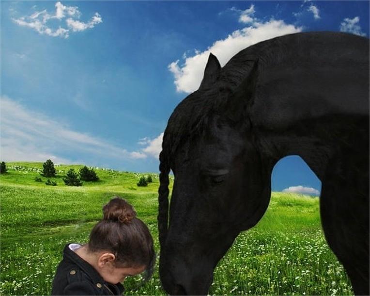 The World's Most Handsome Black Horse