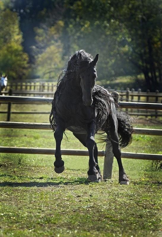 The World's Most Handsome Black Horse