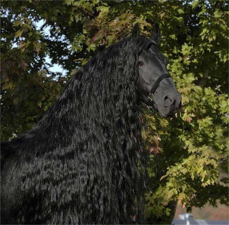 The World's Most Handsome Black Horse