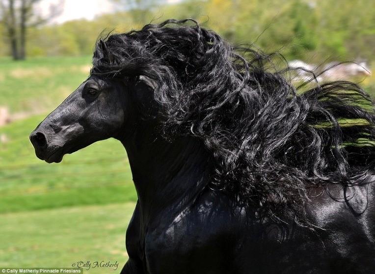 The World's Most Handsome Black Horse