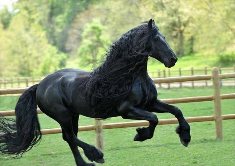 The World's Most Handsome Black Horse