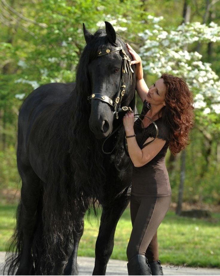 The World's Most Handsome Black Horse