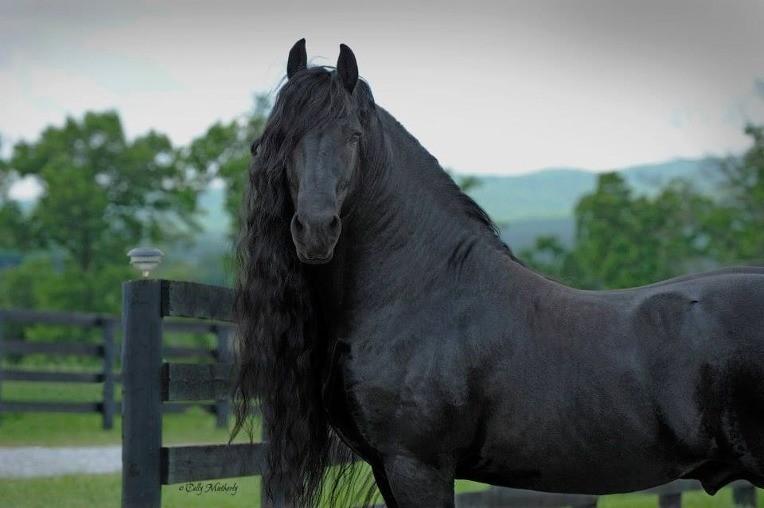 The World's Most Handsome Black Horse