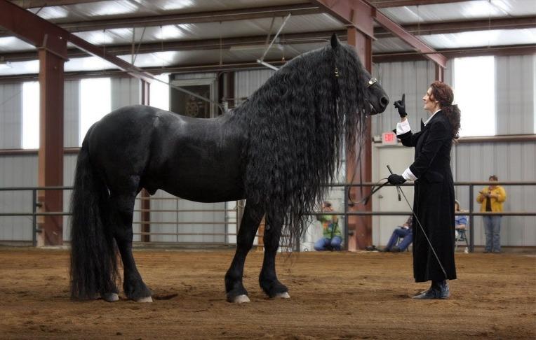 The World's Most Handsome Black Horse