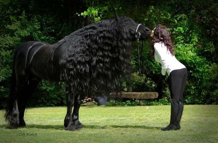 The World's Most Handsome Black Horse