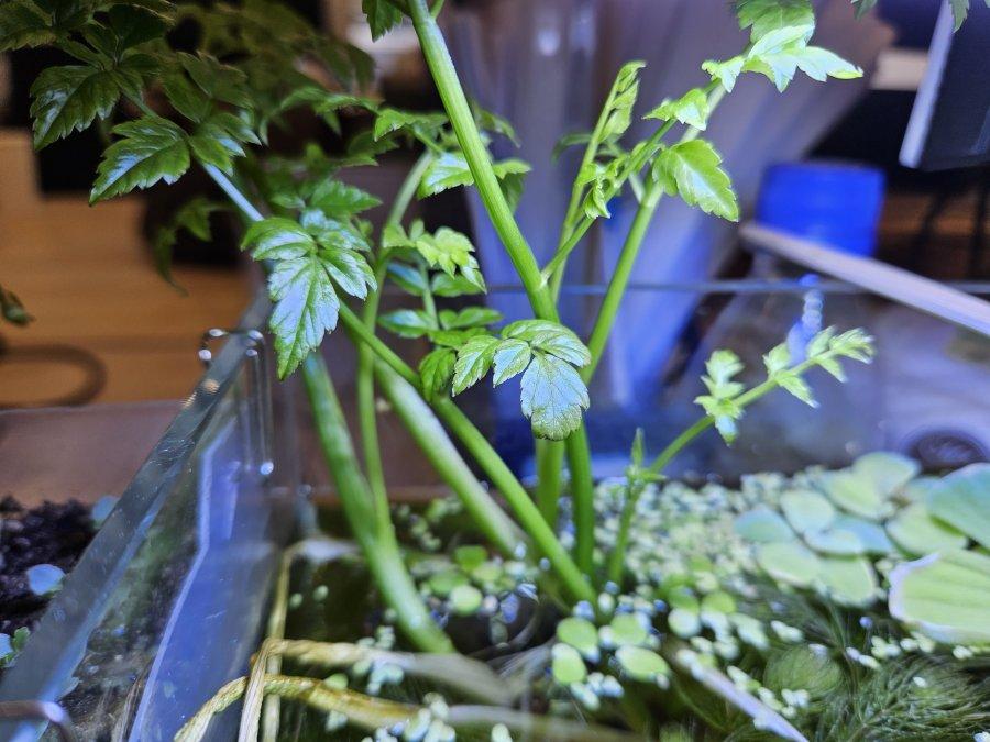 There's a weird person who raises water parsley at work