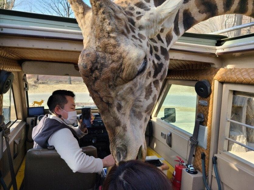 Realistic giraffe real size feeling jpg